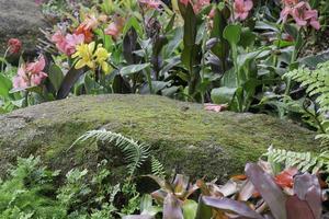 tropische groene omgeving in buitentuin foto