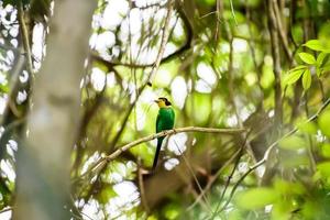 breedbekvogel met lange staart die op tak in tropisch regenwoud neerstrijkt. foto