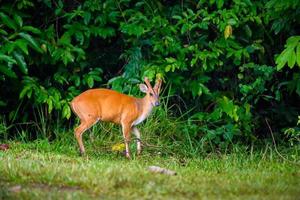 blaffende herten in het nationale park van khao yai, thailand. foto