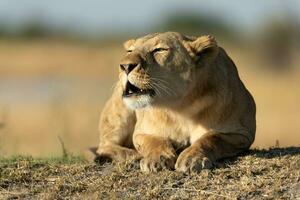 een leeuw genieten van de warm ochtend- licht. foto