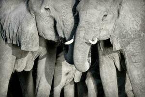 een familie kudde van Afrikaanse olifanten samen foto