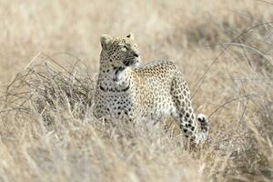 een luipaard in de okavango delta, Botswana. foto