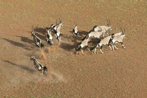 oryx in de zand duinen van zossusvlei, Namibië. foto