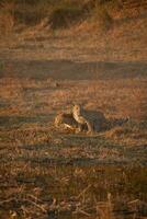 een luipaard en haar welp in de okavango delta. foto