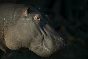 nijlpaard in chobe nationaal park. foto