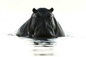 zwart en wit water niveau beeld van een nijlpaard foto