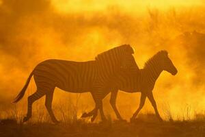 zebra in een stoffig zonsondergang. foto