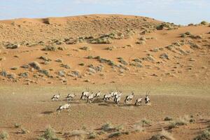 oryx in de zand duinen van zossusvlei, Namibië. foto