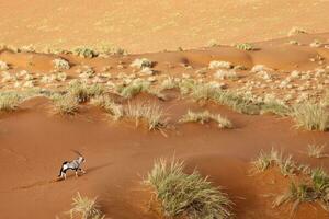 oryx in de zand duinen van zossusvlei, Namibië. foto