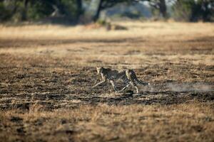 een Jachtluipaard in beweging aan de overkant Open en verbrand savanne. foto