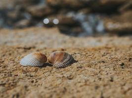 twee schelpen verliefd op de zeesteen op een zonnige dag foto
