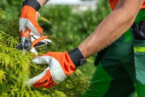 tuinman snoeien tuin bomen dichtbij omhoog foto