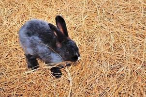 konijn zit op hooibergen of droog gras foto