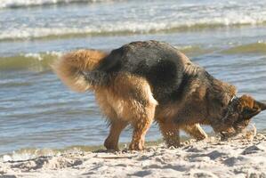 Duitse herder Aan de strand foto