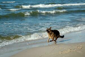 Duitse herder Aan de strand foto