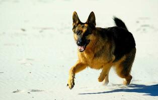 Duitse herder Aan de strand foto