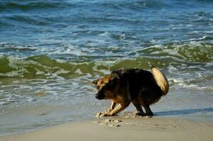 Duitse herder Aan de strand foto