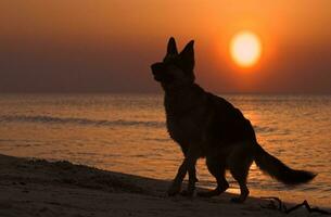 Duitse herder Aan de strand zonsondergang foto