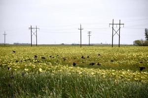 merels in een zonnebloemveld foto