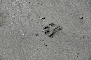 pootafdruk in het zand foto