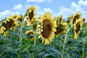 veld met zonnebloemen onder een blauwe lucht foto