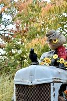 pompoenen kalebassen en een vogelverschrikker op een tractor foto