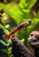 in de aquarium met planten en stenen. de stekelstaart heeft een verscheidenheid van kleur variëteiten inclusief rood, oranje, geel, blauw en groente. ai generatief foto