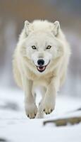 de wolf staren, een moment van leven in de arctisch wildernis. ai generatief foto