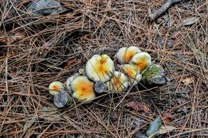 paddestoelen in het bos foto