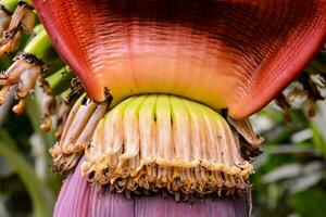 dichtbij omhoog van een banaan bloem foto