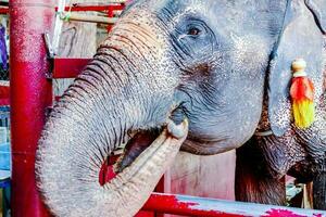 een olifant is staand in een kooi met een rood hek foto