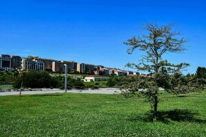 een boom in een park met een gebouw in de achtergrond foto