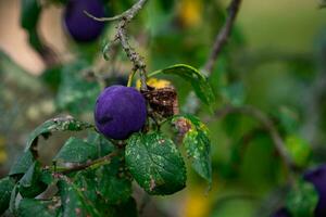 Purper blauw pruimen Aan boom Afdeling foto