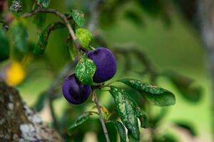 Purper blauw pruimen Aan boom Afdeling foto