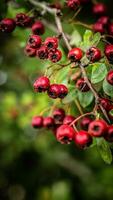 macro detailopname van rijp meidoorn bessen in herfst foto