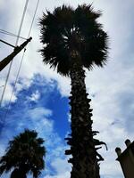 foto van een majestueus palm boom bereiken naar de lucht