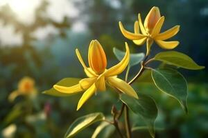 ylang ylang of cananga odorata bloem Aan natuur achtergrond ai gegenereerd foto