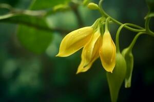 ylang ylang of cananga odorata bloem Aan natuur achtergrond ai gegenereerd foto