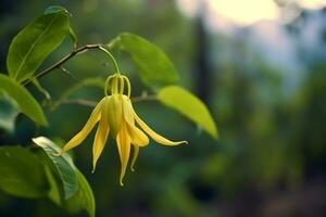 ylang ylang of cananga odorata bloem Aan natuur achtergrond ai gegenereerd foto