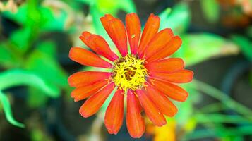 dichtbij omhoog mooi roze zinnia bloem, rood bloem met groen achtergrond, gebruikelijk zinnia zinnia elegansmet buler achtergrond, natuurlijk visie van rood bloem, wazig bloem foto's voor behang foto