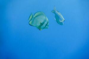 twee vissen zwemmen in Doorzichtig diep blauw water Aan vakantie foto