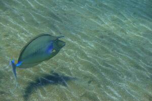 blauwruggengraat eenhoornvis zwemmen in de buurt de zanderig zeebedding in de rood zee foto
