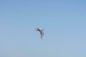 vliegend zilverreiger vogel Aan blauw lucht zonder ieder wolken Bij de zee foto