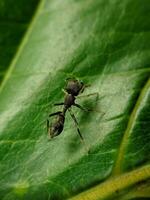 macro schot van myrmarachne spin Aan blad foto