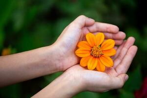 twee handen Holding bloem naar geven bloemen van liefde, vriendschap, hoop, goedheid, oprechtheid foto