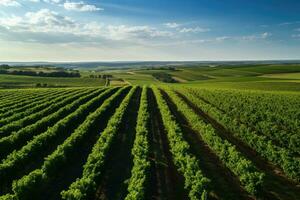 groen wijngaarden, druif plantages. visie van bovenstaand foto