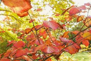 geel herfst bladeren Aan een boom in een park, detailopname foto