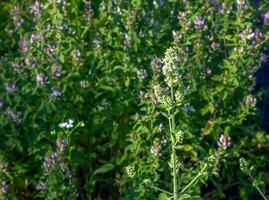 de aromatisch kattenkruid kruid nepeta cataria bloeit. kattenkruid is gebruikt net zo een kruid. essentieel olie is gebruikt in dermatologie en zeep maken. foto