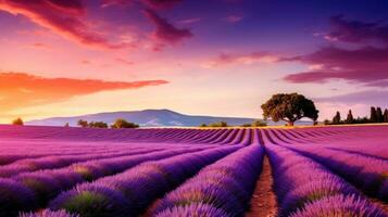 rustig tafereel met mooi lavendel veld- Bij ochtend- foto