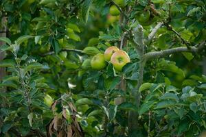 groene appels op boomtak foto